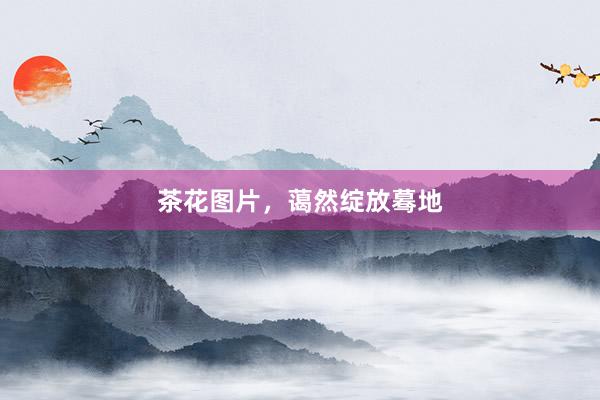 茶花图片,蔼然绽放蓦地